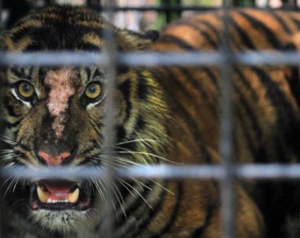 ”Bonita” Dievakuasi ke Pusat Rehabilitasi Harimau di Dharmasaraya Sumatera Barat