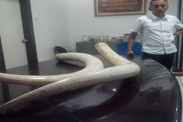 8 Jam Diperiksa Penyidik Polda Riau, Seorang Kades dan 4 Temannya Ditetapkan sebagai Tersangka Perdagangan Gading Gajah