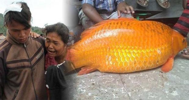 Kisah ”Mistis” di Balik Musibah Karamnya KM ”Sinar Bangun”; Sehari sebelumnya, Seorang Warga Tangkap Ikan Mas Raksasa lalu Dimasak