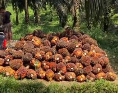 bkebun-sawit-faisal-lubis-di-rokan-hulu-riau-tibatiba-dipanen-sekelompok-orang-yang-mengaku-atas