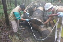 pelaku-tak-tinggalkan-jejak-kasus-kematian-gajah-jantan-berusia-40-tahun-di-areal-pt-arara-abadi