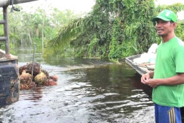 Warga Buluhcina Kampar Terpaksa Panen Sawit di Tengah Banjir lantaran Beras dan Minyak Sudah Hampir Habis