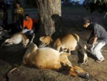 jembrana-penyakit-unik-yang-bikin-mati-mendadak-sapi-asli-indonesia