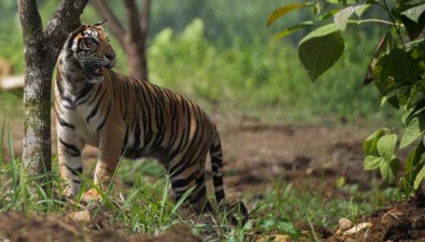 Gagal Tangkap Harimau Sumatera Pemakan Manusia di Perkebunan Sawit Indragiri Hilir, BBKSDA Bakal Gunakan Senapan Bius