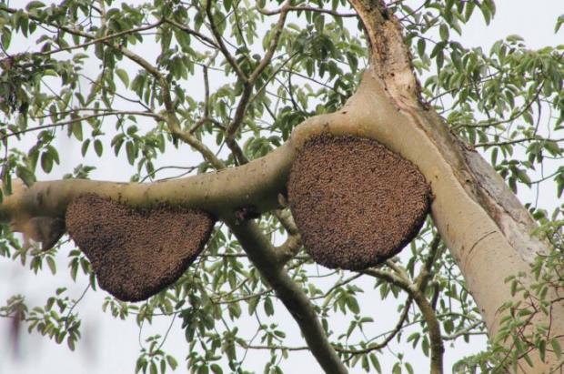 Ambil Madu Lebah di Atas Pohon Akasia Liar, Turi Berurusan dengan Polisi karena Sebabkan 2 Hektar Lahan di Bengkalis Terbakar