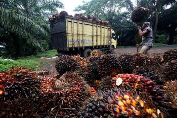 Kelapa Sawit di Riau Bakal Diolah Jadi Avtur