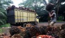 bperiode-sepekan-ke-depan-harga-tbs-kelapa-sawit-mitra-swadaya-di-provinsi-riau-naikb