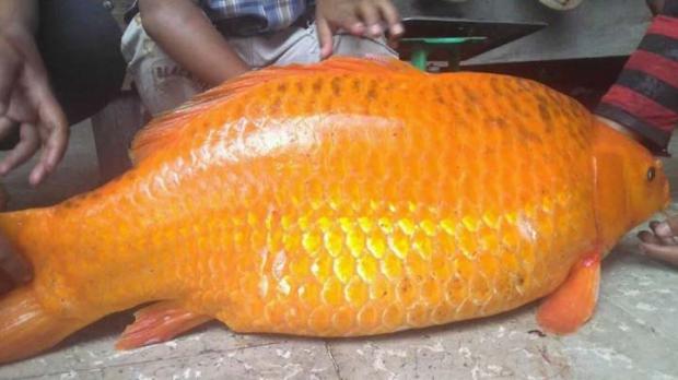 Heboh Ikan Mas ”Raksasa” di Danau Toba, Warga Setempat Sebut Bukan Mistis melainkan Rezeki