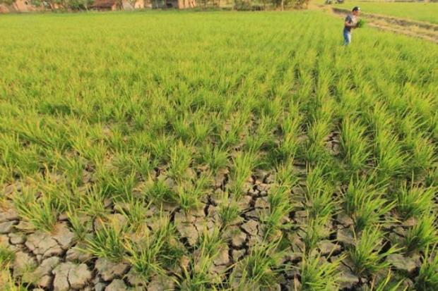 Bank Dunia Setujui Pinjaman untuk Reforma Agraria, Riau Termasuk yang Menjadi Sasaran Proyek Ini