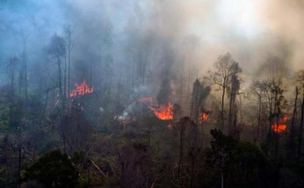 Wiranto Dapat Laporan Penegakan Hukum terhadap Pembakar Hutan dan Lahan Masih Lemah