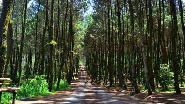 Bantu Masyarakat Riau Dapatkan Kompensasi Dana, LSM Kawali Dukung Penuh Program Adopsi Pohon