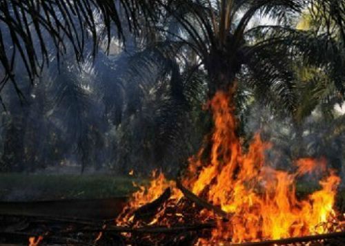 Diduga Milik Orang Berpengaruh di Pelalawan, Lahan KUD Binajaya Langgam Dikabarkan Terbakar
