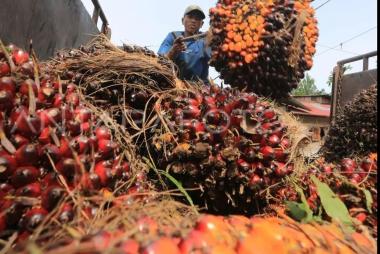 bserikat-petani-berencana-bangun-10-pabrik-cpo-di-tiap-provinsi-sentra-sawitb