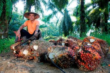 briau-ranking-3-harga-tbs-sawit-nasional-posisi-puncak-ditempati-sumut-ini-ranking-harga-tbs-1420