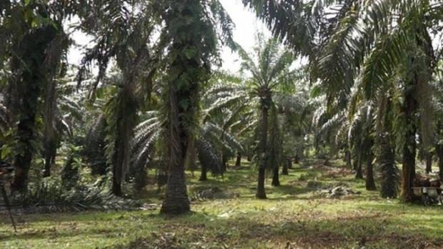 Sempat Terlihat Bermain di Sekitar Pos Palang Perkebunan, 3 Bocah Hilang Misterius di Langkat