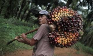 <b>Periode 23-29 Oktober 2024, Harga TBS Kelapa Sawit Mitra Plasma di Riau Alami Penurunan</b>