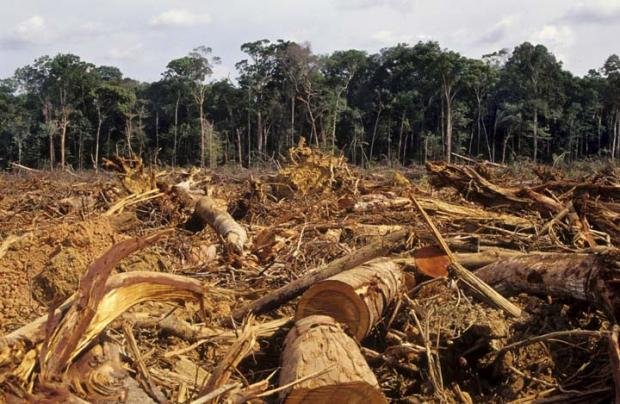 Melihat ”Ganasnya” Pembabatan Hutan di Riau; Ratusan Batang Pohon Berusia Lebih 100 Tahun Dibabat Habis