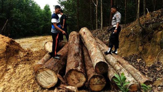 Polisi di Indragiri Hulu Tangkap Pelaku Pembalakan Liar, Kayunya Diangkut Truk Bernopol Luar Riau