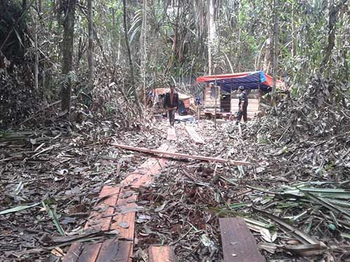 Hutan Suaka Margasatwa Kerumutan Kabupaten Pelalawan Terjarah, Kini Harimau pun Berkeliaran di Ladang Warga