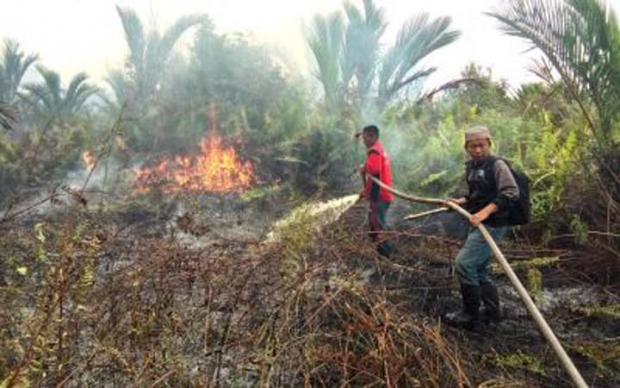 Polisi Buru Pembakar 135 Hektar Lahan Sagu di Kepulauan Meranti