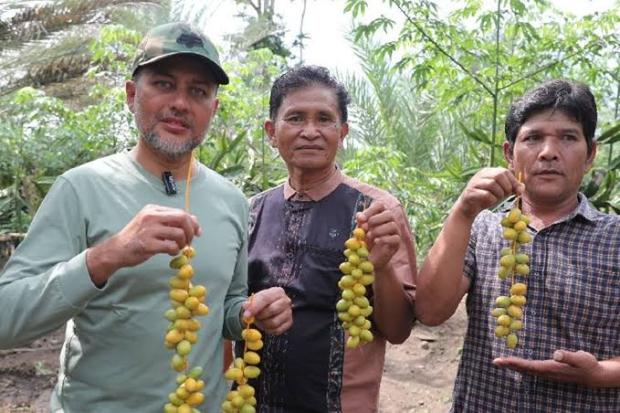 Kurma Tumbuh Subur di Kabupaten Karo, Wagub Sumut: Ppanen Sawit Sudah Biasa, Panen Kurma Luar Biasa