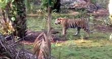 harimau-sumatera-terlihat-berkeliaran-di-permukiman-warga-desa-tanjungsimpang-inhil