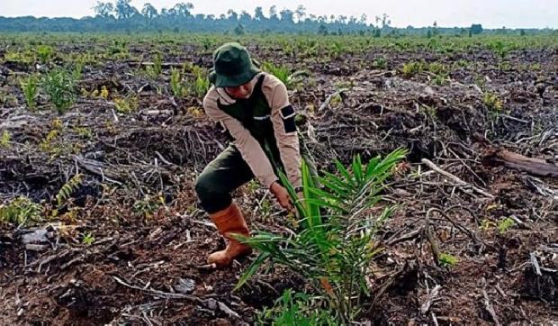 BKSDA Riau Hancurkan Kebun Sawit Ilegal di Cagar Biosfer yang Dikuasai Oknum Pecatan TNI