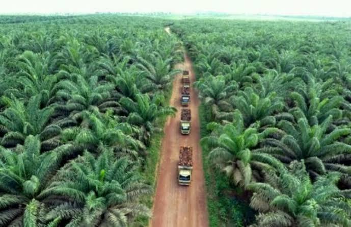 <b>Keanekaragaman Hayati di Riau Terancam karena 4 Juta Hektare Area Berubah Jadi Lahan Sawit</b>