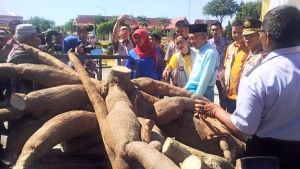 Gubernur Riau Takjub Lihat Singkong Raksasa di Halaman Kantornya