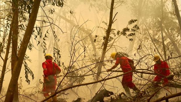 Walhi Kesal Penyidikan Kasus Pembakaran Hutan Riau Disetop