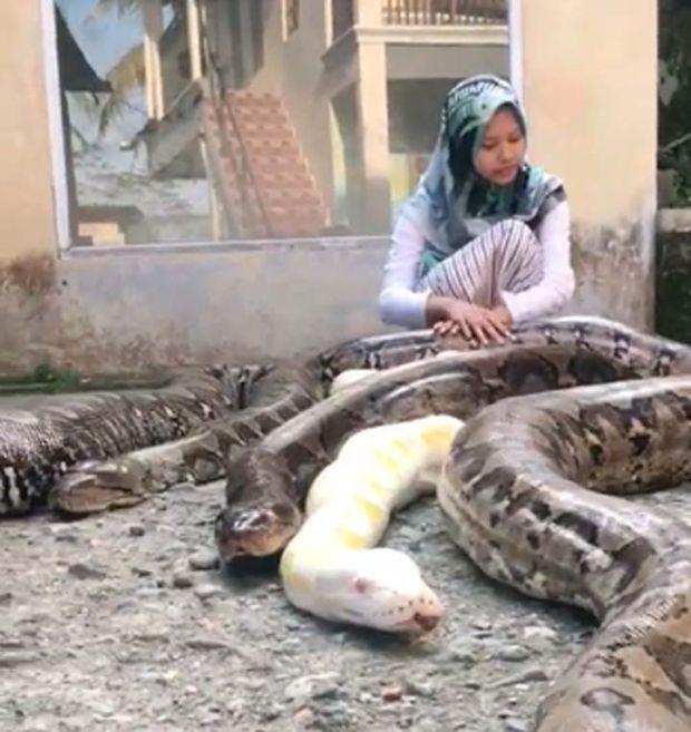 Hi… Gadis Cantik Pelajar SMP Ini Piara 6 Ular Piton Raksasa Sekaligus, Enggak Ada Takutnya