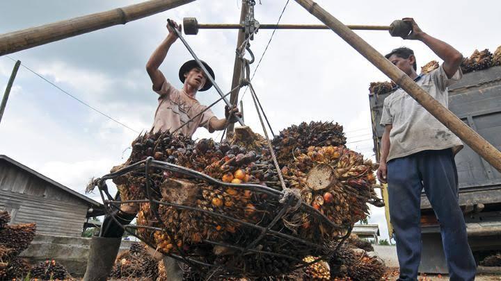 <b>Sepekan ke Depan, Harga Jual Kelapa Sawit di Tingkat Petani Riau Anjlok 0,67 Persen</b>