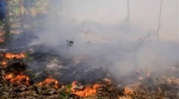 Kian Mengganas, Api Lahap 2.000 Hektar Hutan di Riau