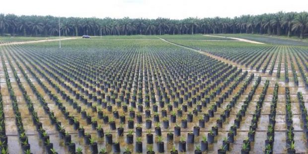 KPK Dalami Perizinan Perusahaan Sawit di Riau