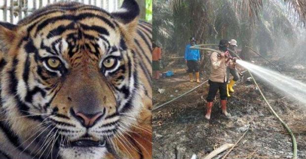 Kisah Tak Terlupakan Petugas Pemadam Karhutla di Riau; Ada yang Hampir Injak Ular Kobra dan Terkejut Lihat Harimau Sedang Minum…