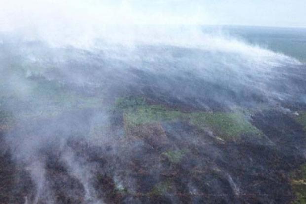 Api Masih Menyala di Taman Nasional Tesso Nilo Pelalawan, Luasnya Diperkirakan Mencapai Ribuan Hektar