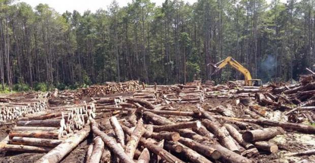 Pemkab Indragiri Hulu Terkesan Tak Berdaya Hadapi Perusahaan Perambah Hutan Lindung