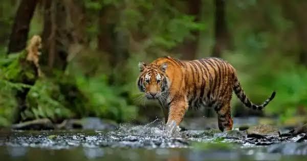 Harimau Terkam Kepala Penebang Kayu di Hutan Perbatasan Inhu-Inhil