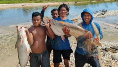 bbanyak-ikan-mati-di-sungai-singingi-diduga-tercemar-limbah-pabrik-kelapa-sawitb