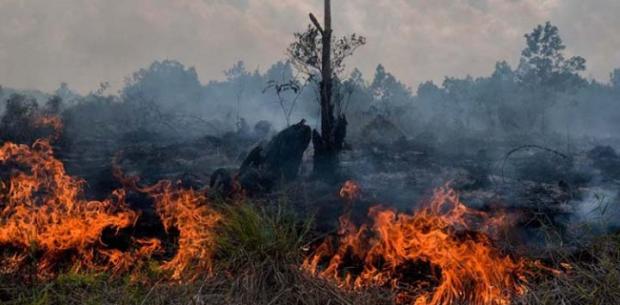 Polisi Tangkap Enam Terduga Pembakar Lahan di Riau
