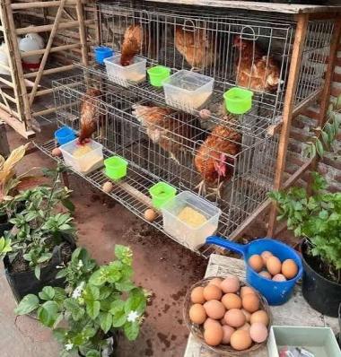 basn-pemprov-riau-didorong-beternak-ayam-petelur-sebagai-usaha-sampinganb