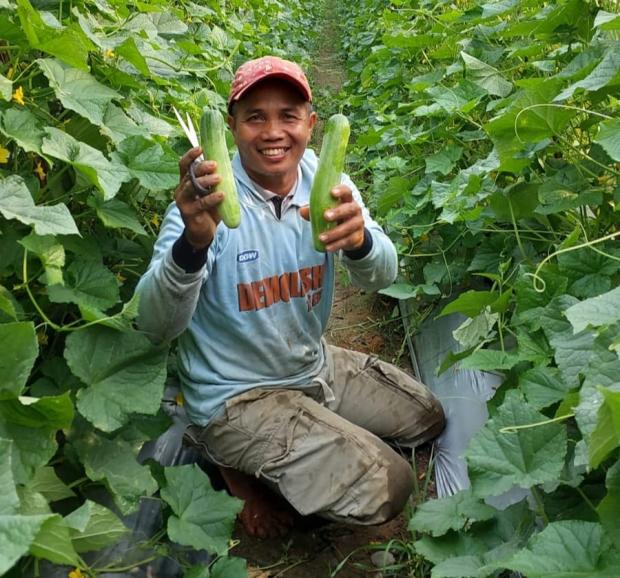 Warga Riau Ini Mengaku Bisnis Hortikultura Lebih Untung bersama PT Ekadura Indonesia