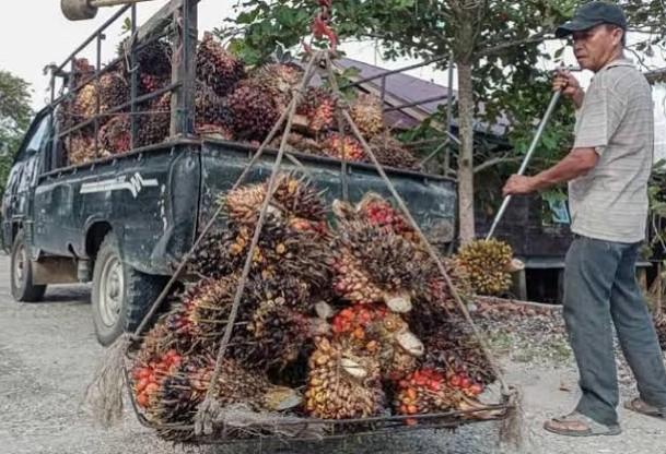 <b>Periode 25 September Hingga 1 Oktober 2024, Harga TBS Kelapa Sawit Mitra Plasma di Riau Mengalami Penurunan</b>