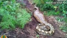 ular-raksasa-ditemukan-warga-bengkalis-di-kebun-sawit-dalam-kondisi-tak-bisa-bergerak-karena