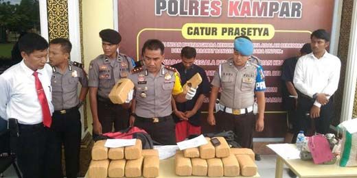 Bawa 21 Kg Ganja dari Aceh, 2 Pengedar Ditangkap di Dalam Bus PO Pinem di Riau