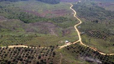 bsawitsawit-di-tn-tesso-nilo-riau-dibabat-untuk-kembalikan-hutanb