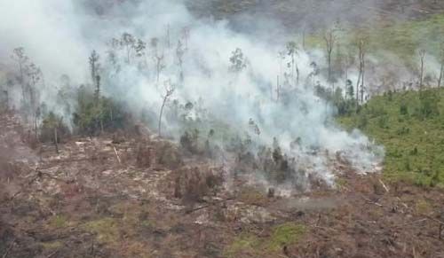 Dalam Sebulan, Polda Riau Terima 6 Laporan Kasus Kebakaran Hutan dan Lahan