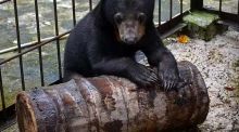 beruang-madu-imut-ini-kembali-ke-alam-setelah-dipelihara-15-tahun-oleh-seorang-warga-riau