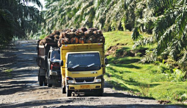 Anggota DPRD Pertanyakan Setoran Pajak CPO dari Indragiri Hilir ke Pusat, tapi Mirisnya Daerah Itu Tak Dapat Apa-Apa