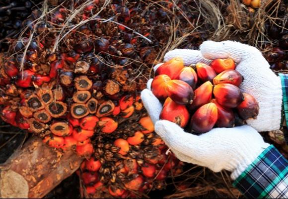 <b>Periode Sepekan ke Depan, Harga TBS Kelapa Sawit Mitra Swadaya di Riau Naik</b>